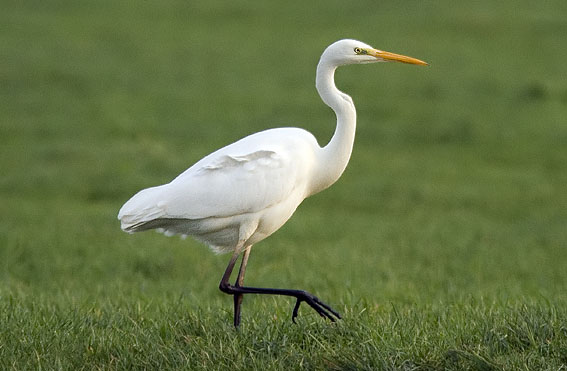 Grotezilverreiger291206A